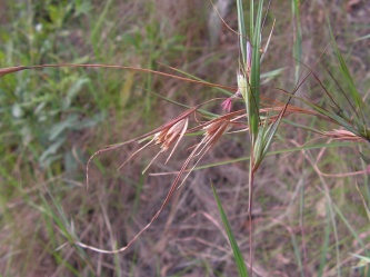 Kangaroo grass