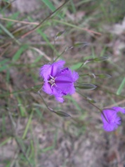 Fringe lily: Thysanotus tuberosus