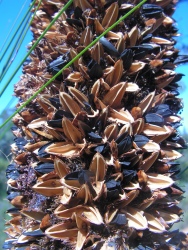 Grass tree seeds