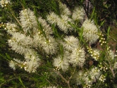 Melaleuca ericifolia (?): swamp paperbark